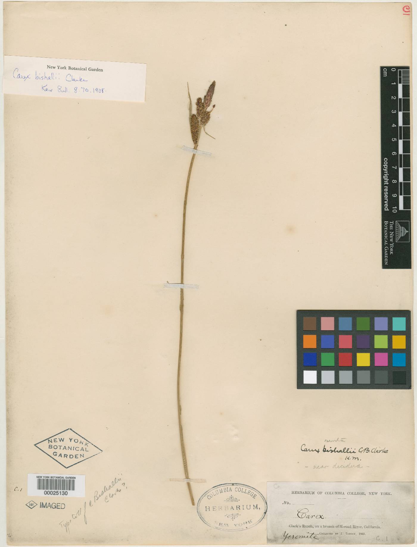 Carex bishallii image
