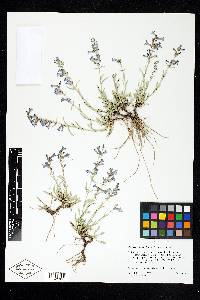 Penstemon humilis image