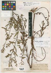 Ludwigia simulata image