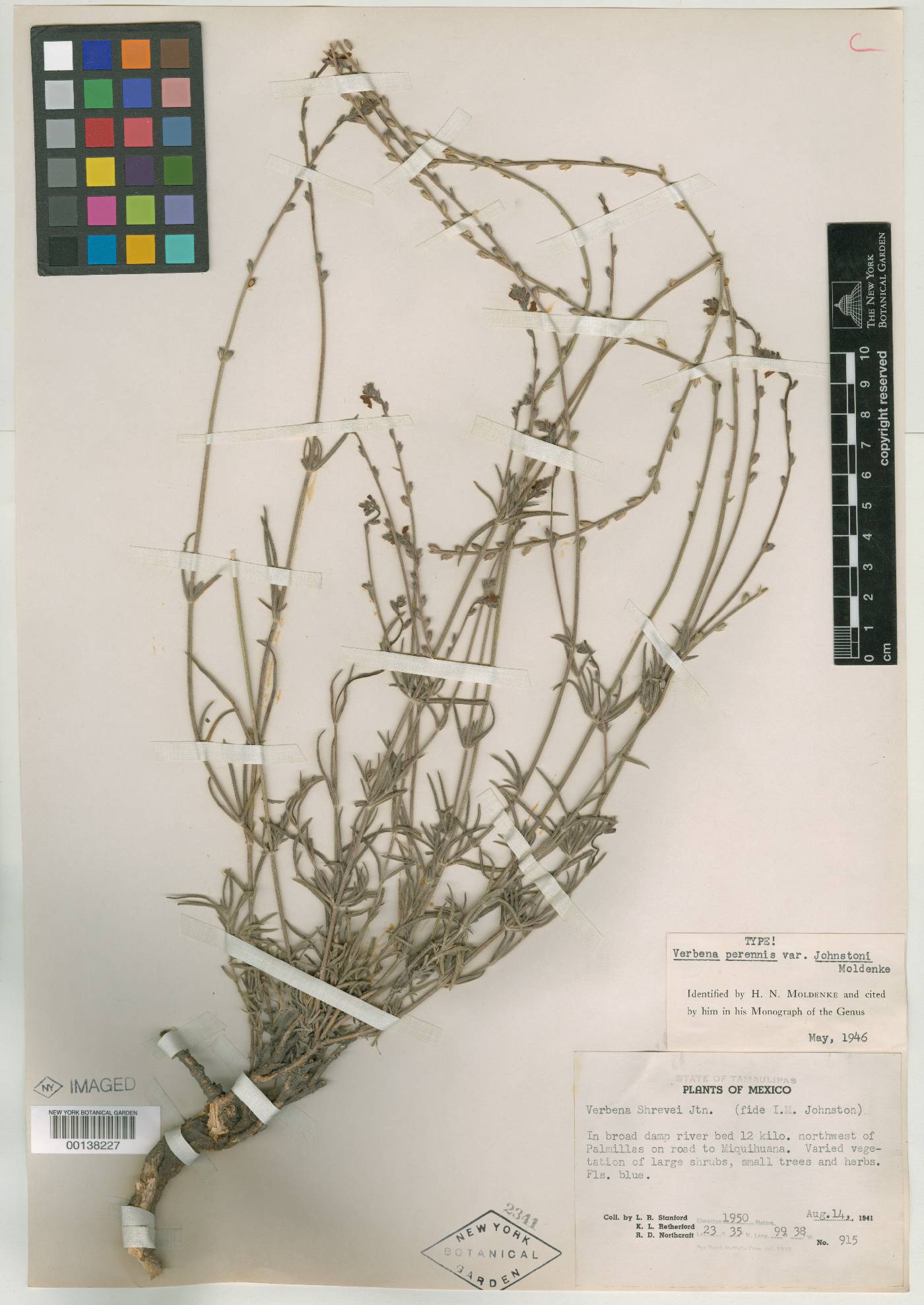 Verbena perennis var. johnstonii image