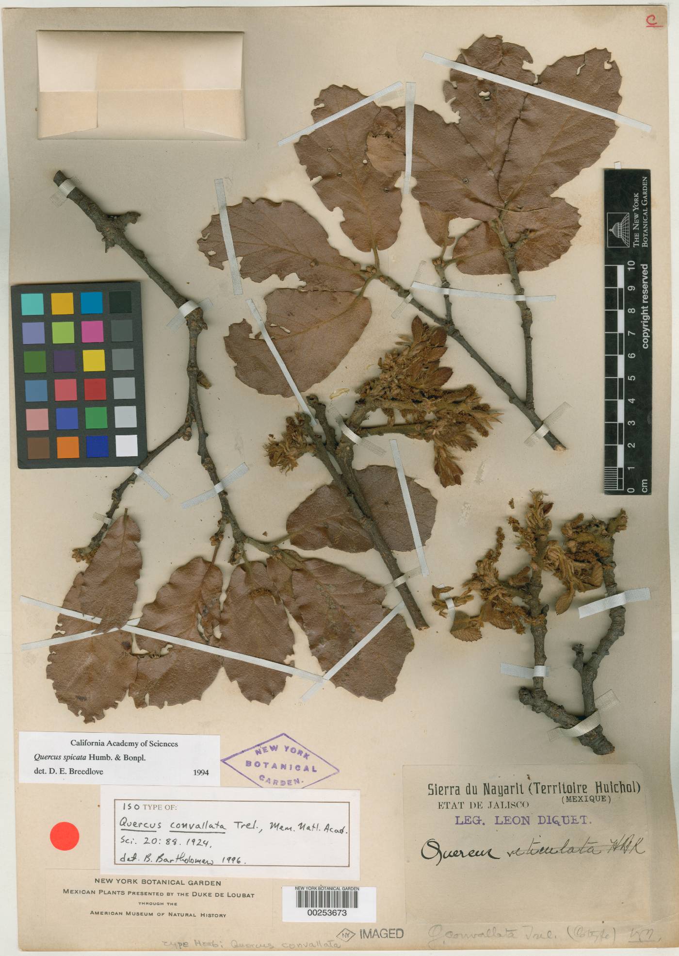 Quercus convallata image