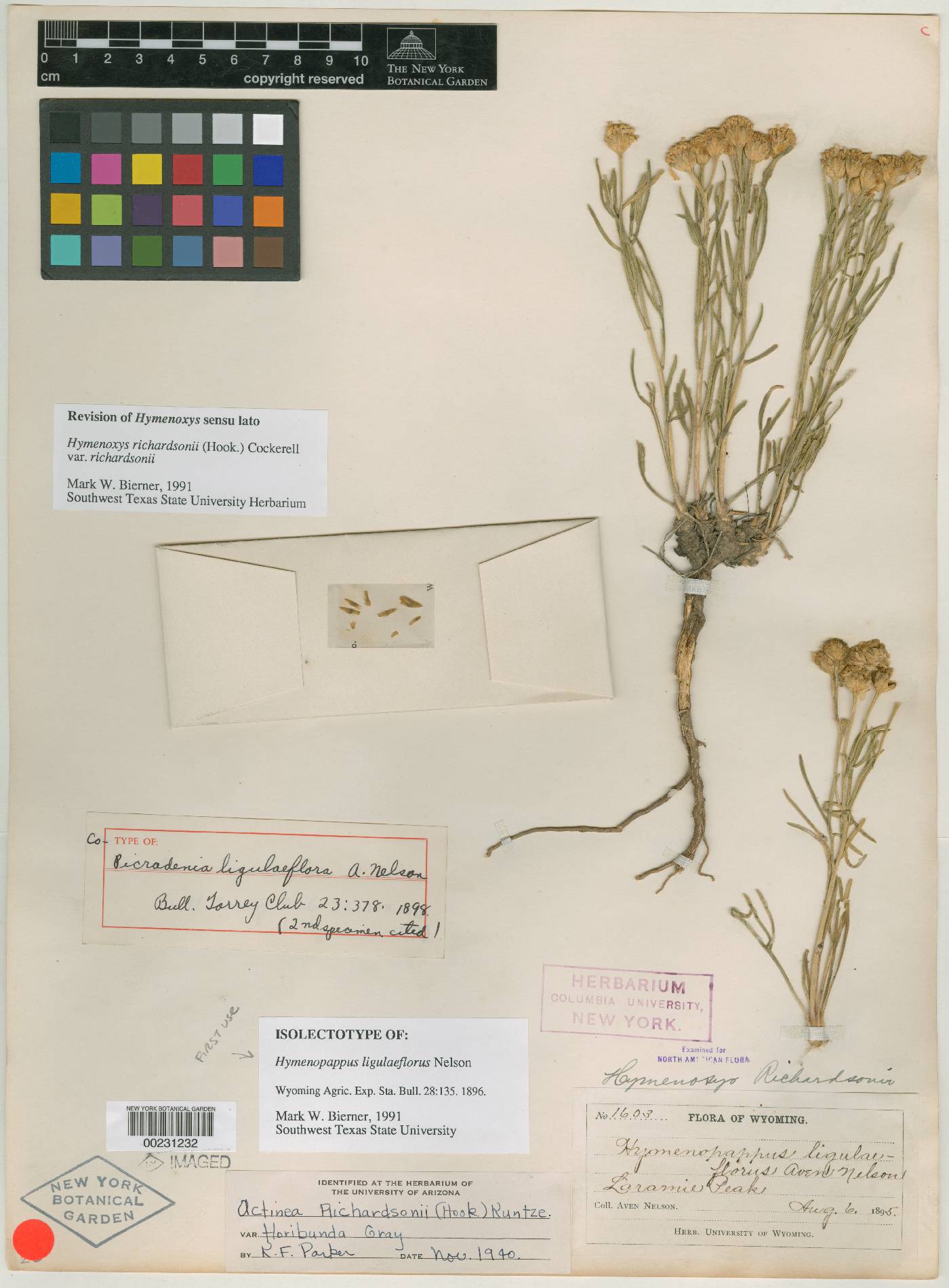 Hymenoxys richardsonii subsp. liguliflora image