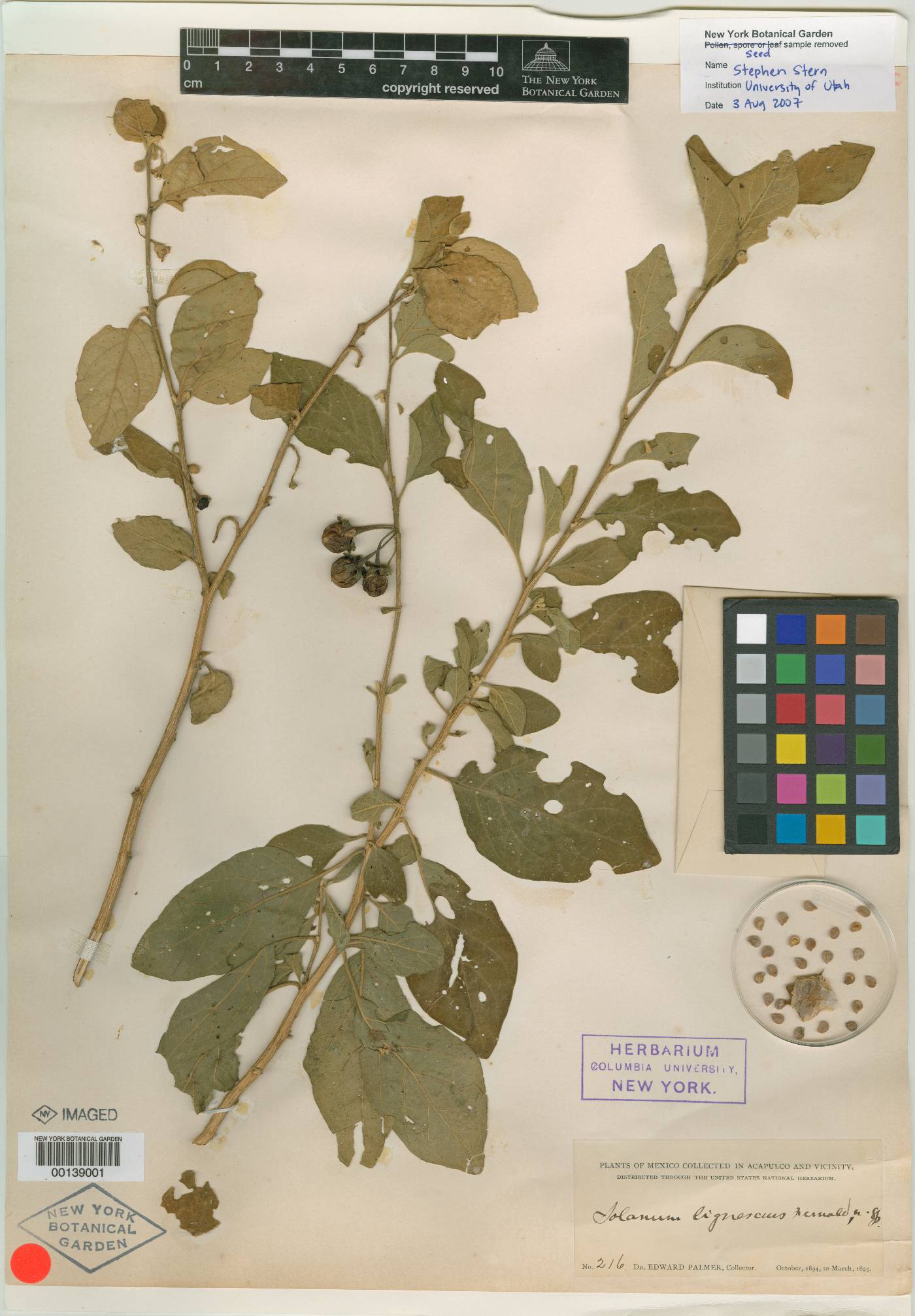 Solanum lignescens image