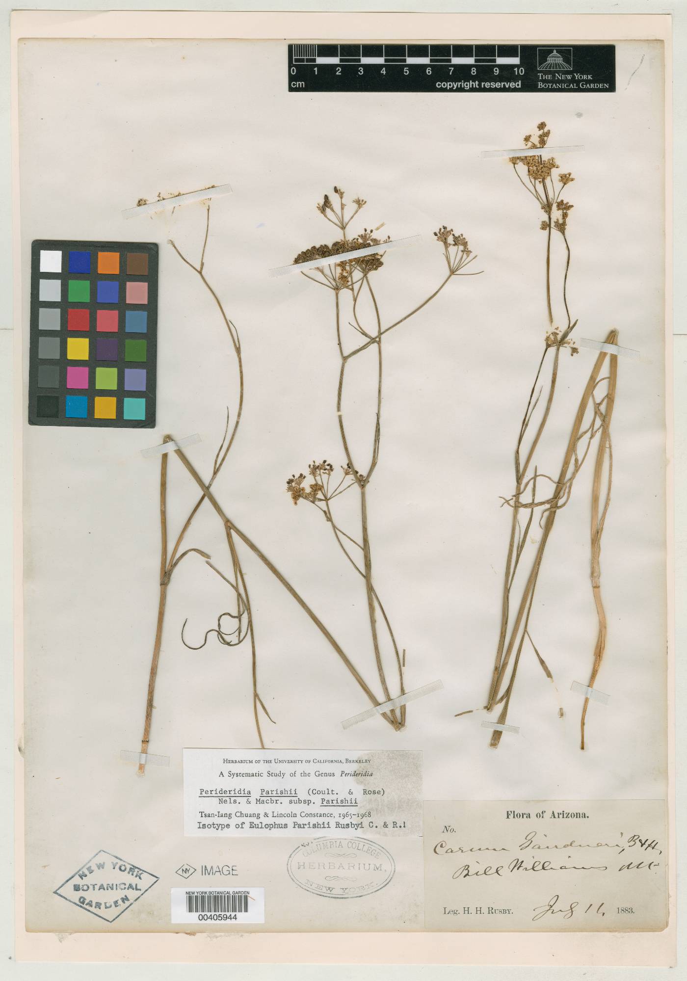Eulophus parishii image