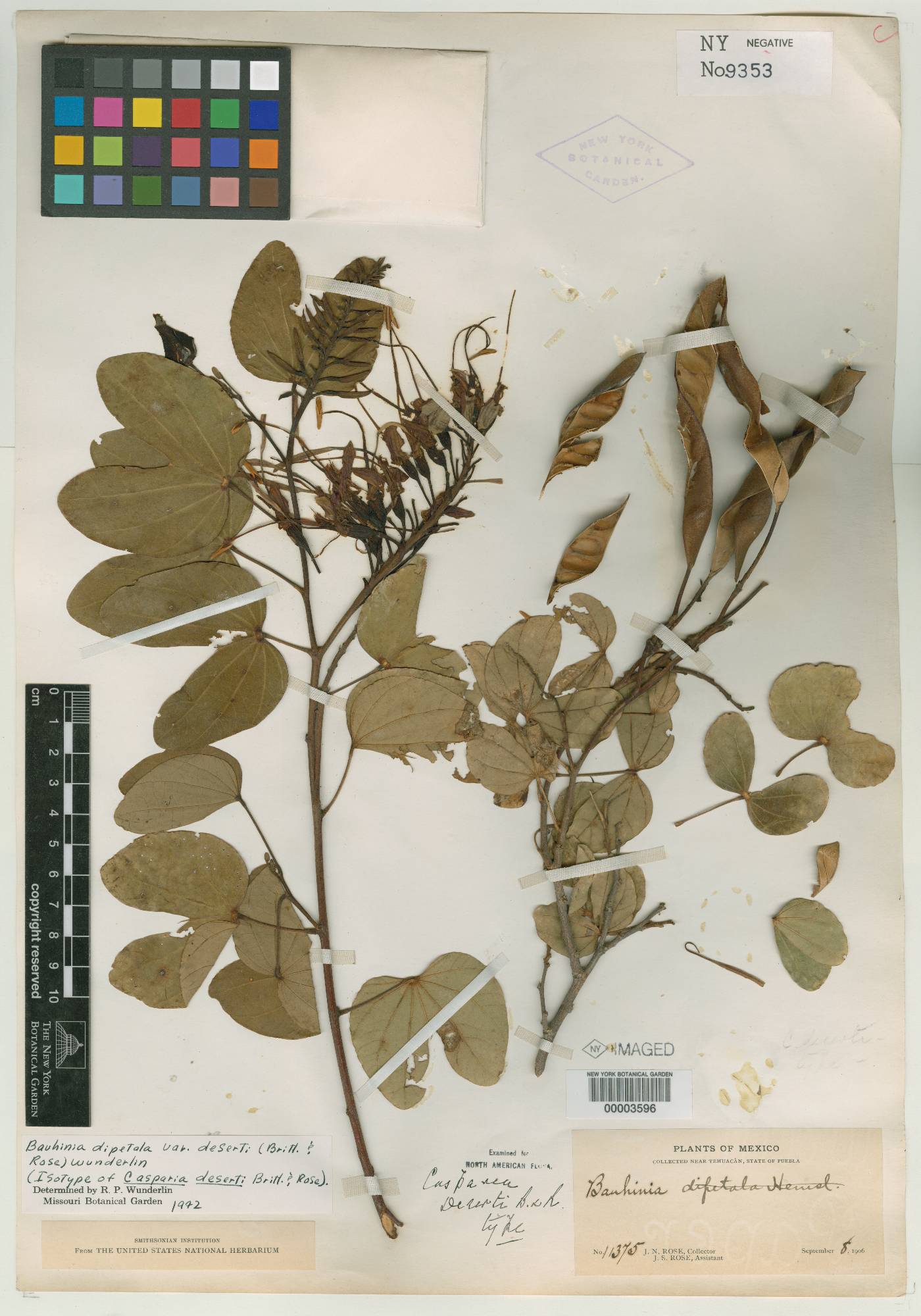 Bauhinia deserti image