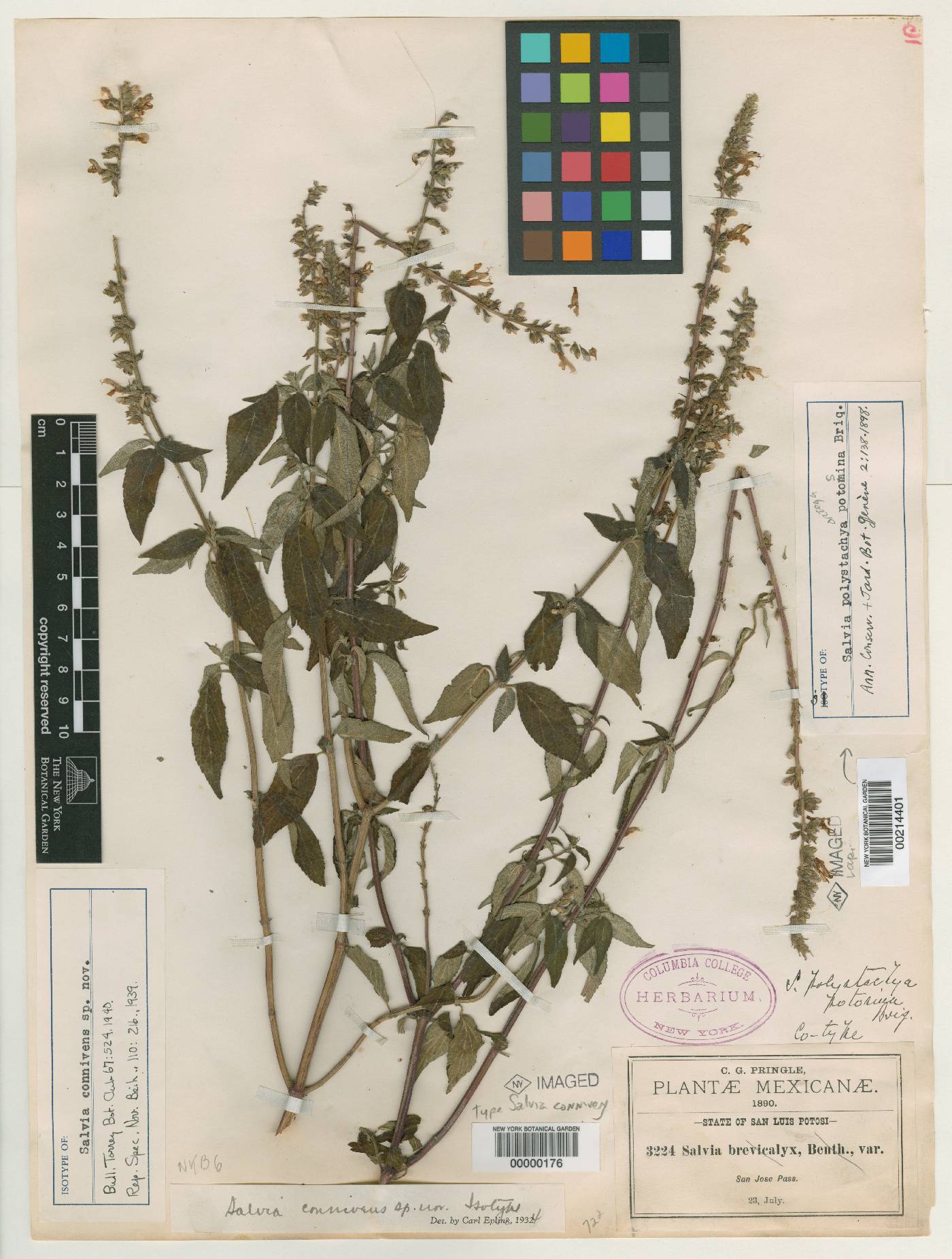 Salvia connivens image