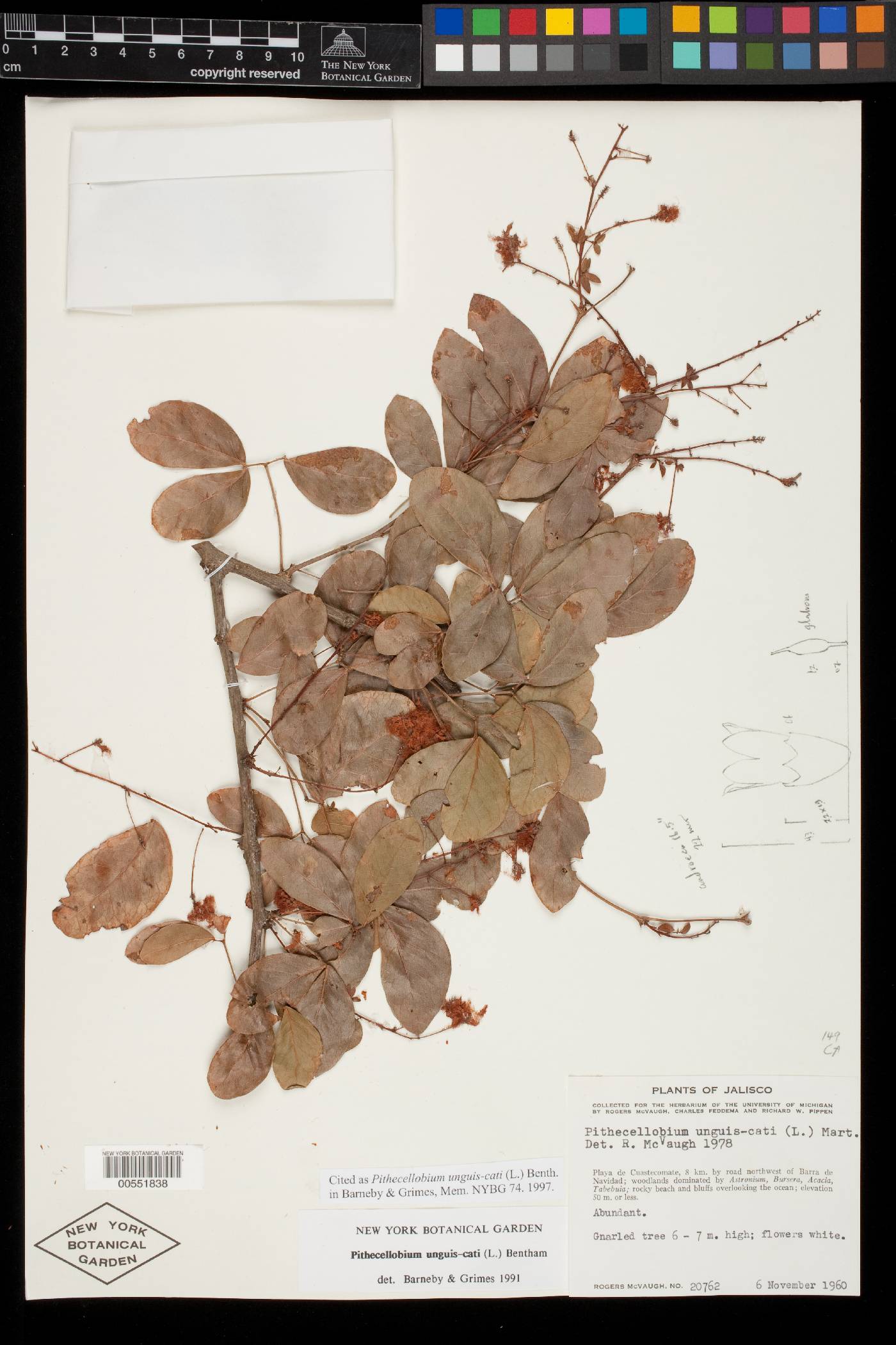 Pithecellobium oblongum image