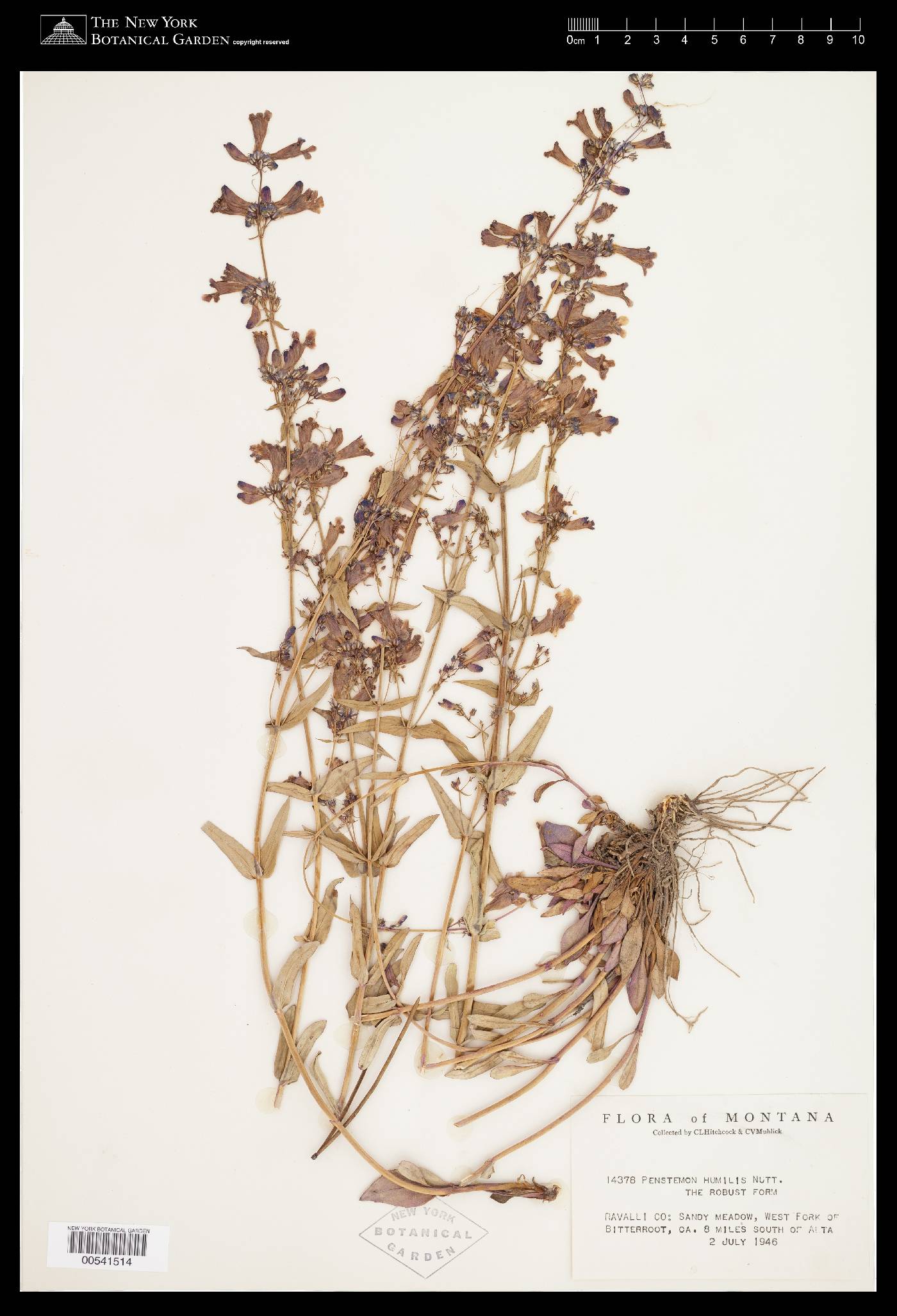 Penstemon albertinus image