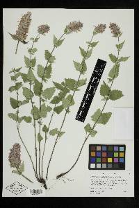 Agastache urticifolia var. urticifolia image