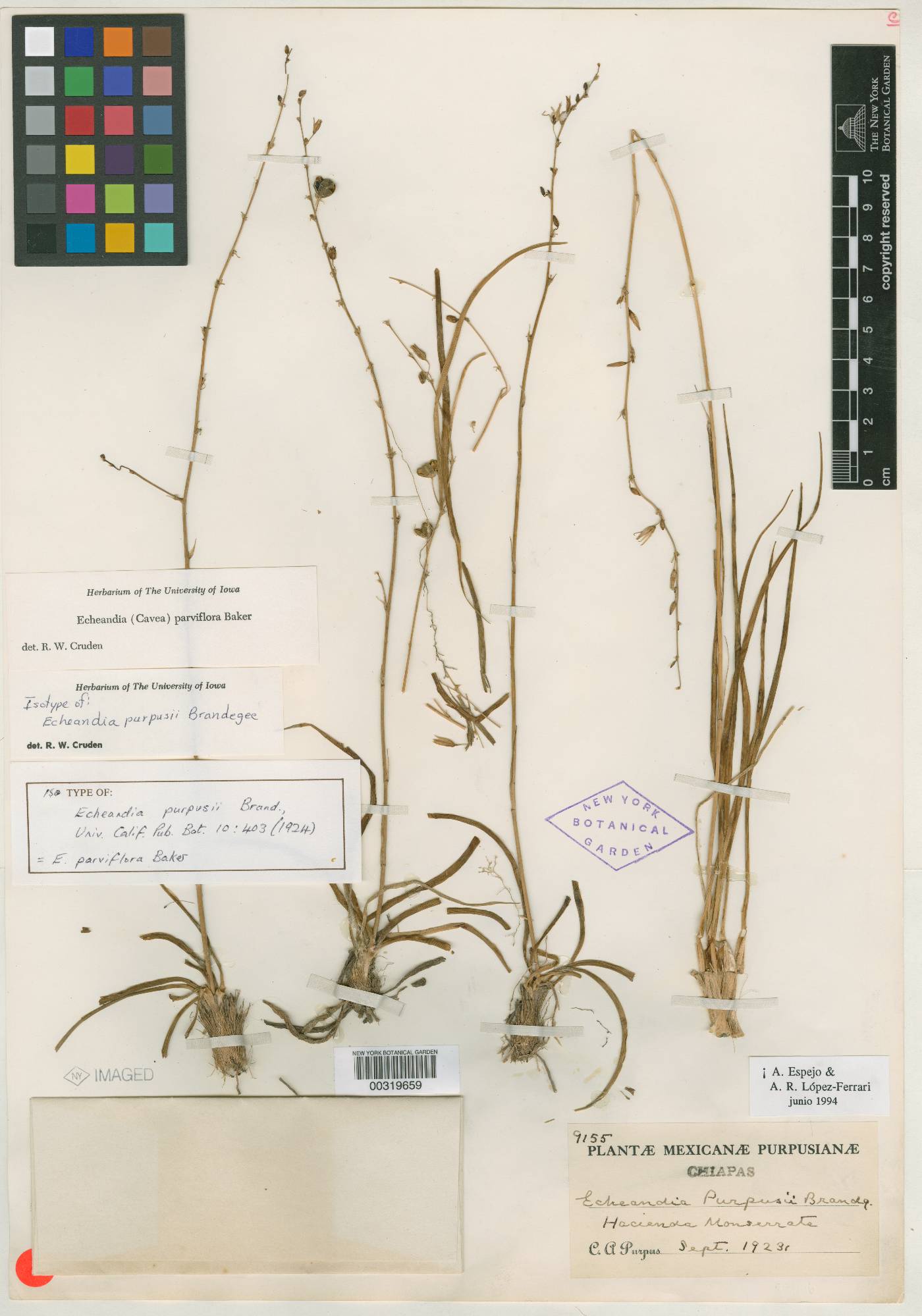 Echeandia parviflora image