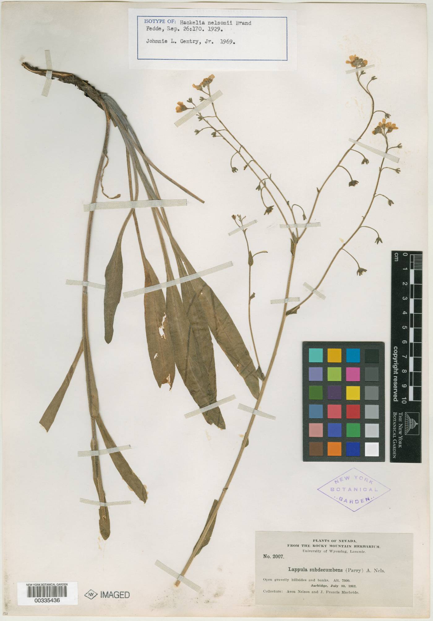 Hackelia nelsonii image
