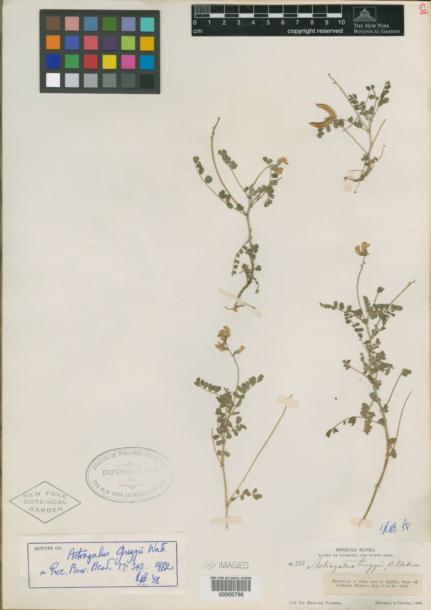 Astragalus greggii image