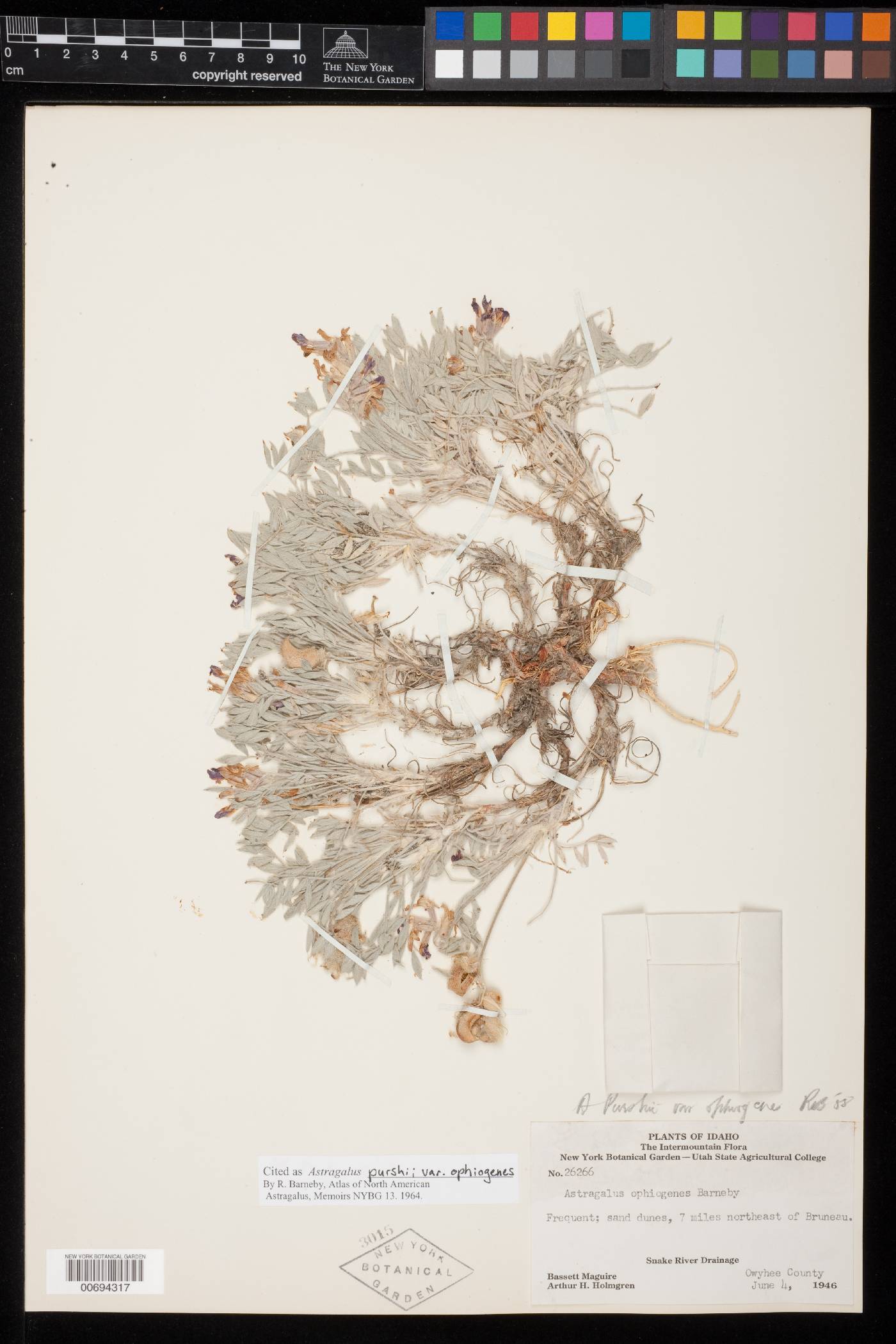 Astragalus purshii var. ophiogenes image