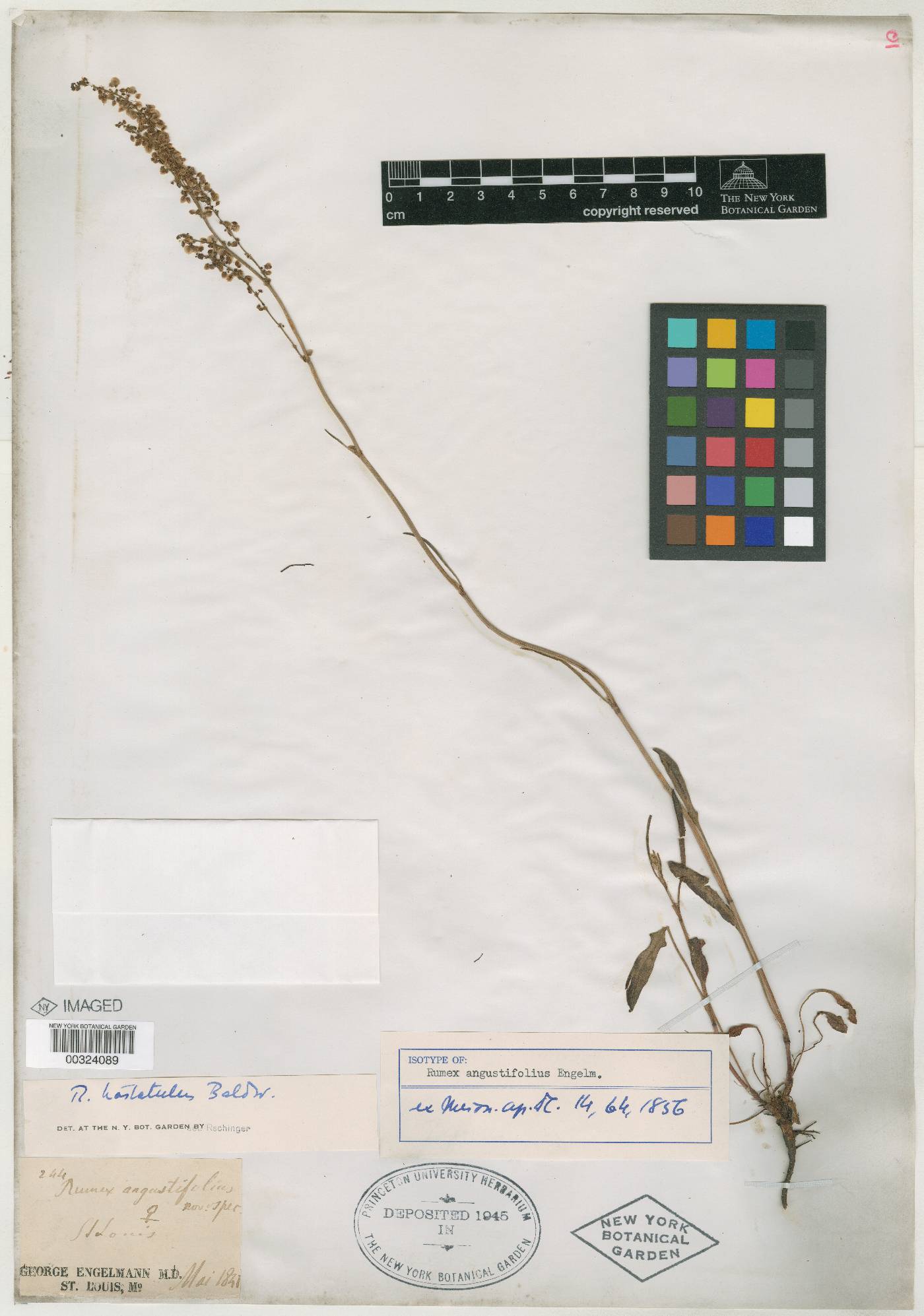 Rumex angustifolius image