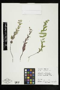 Scutellaria galericulata image