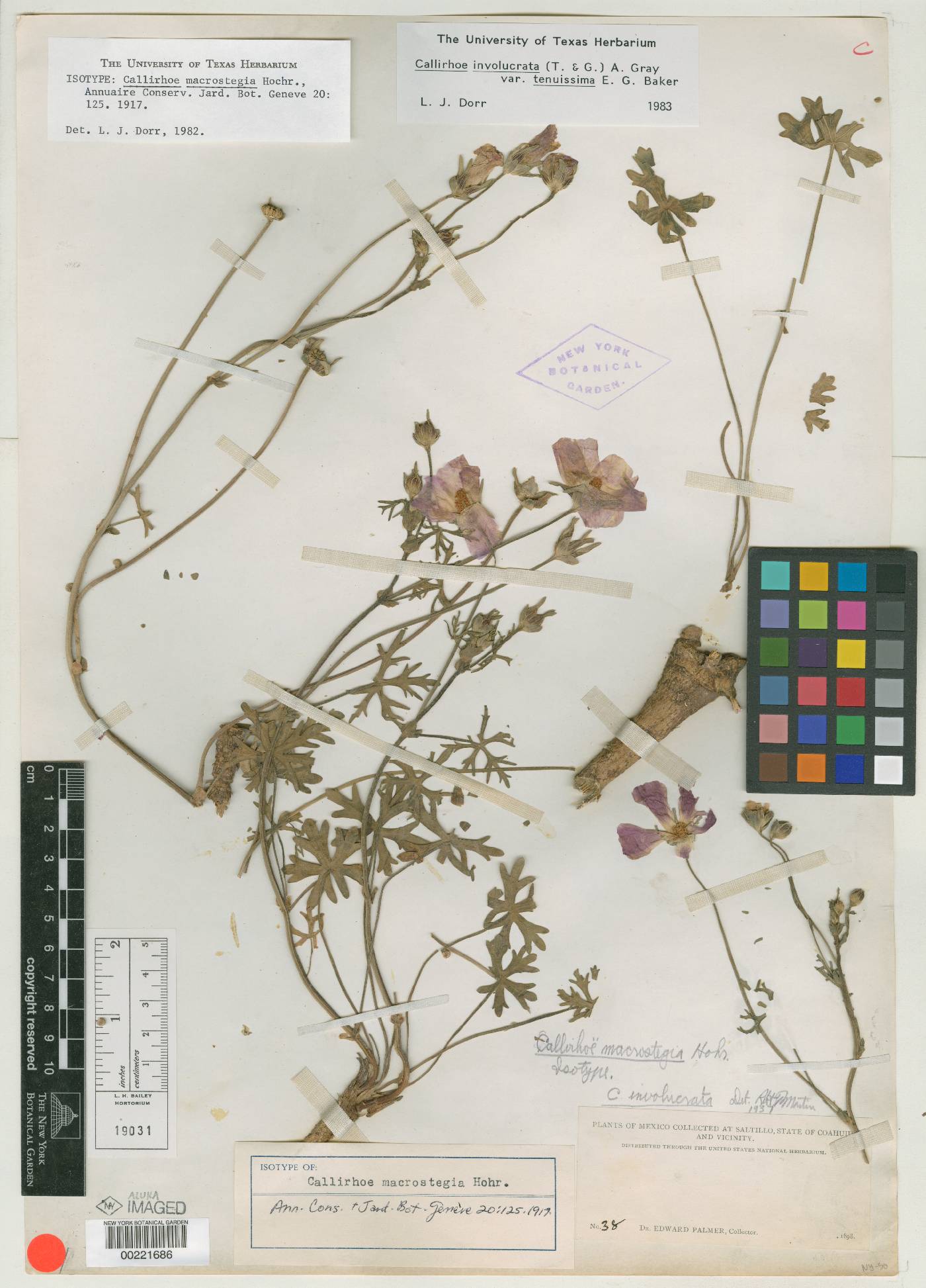 Callirhoe involucrata var. tenuissima image