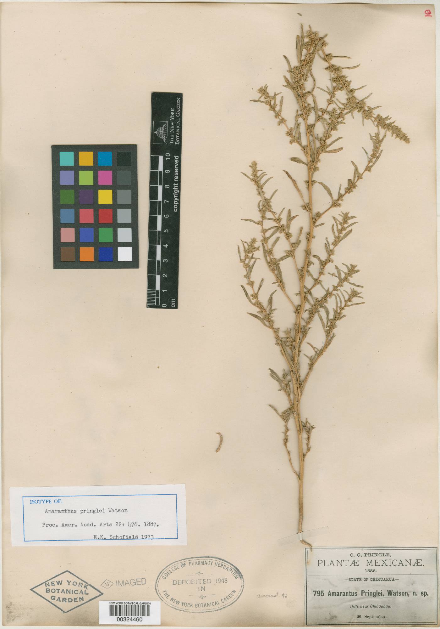 Amaranthus pringlei image