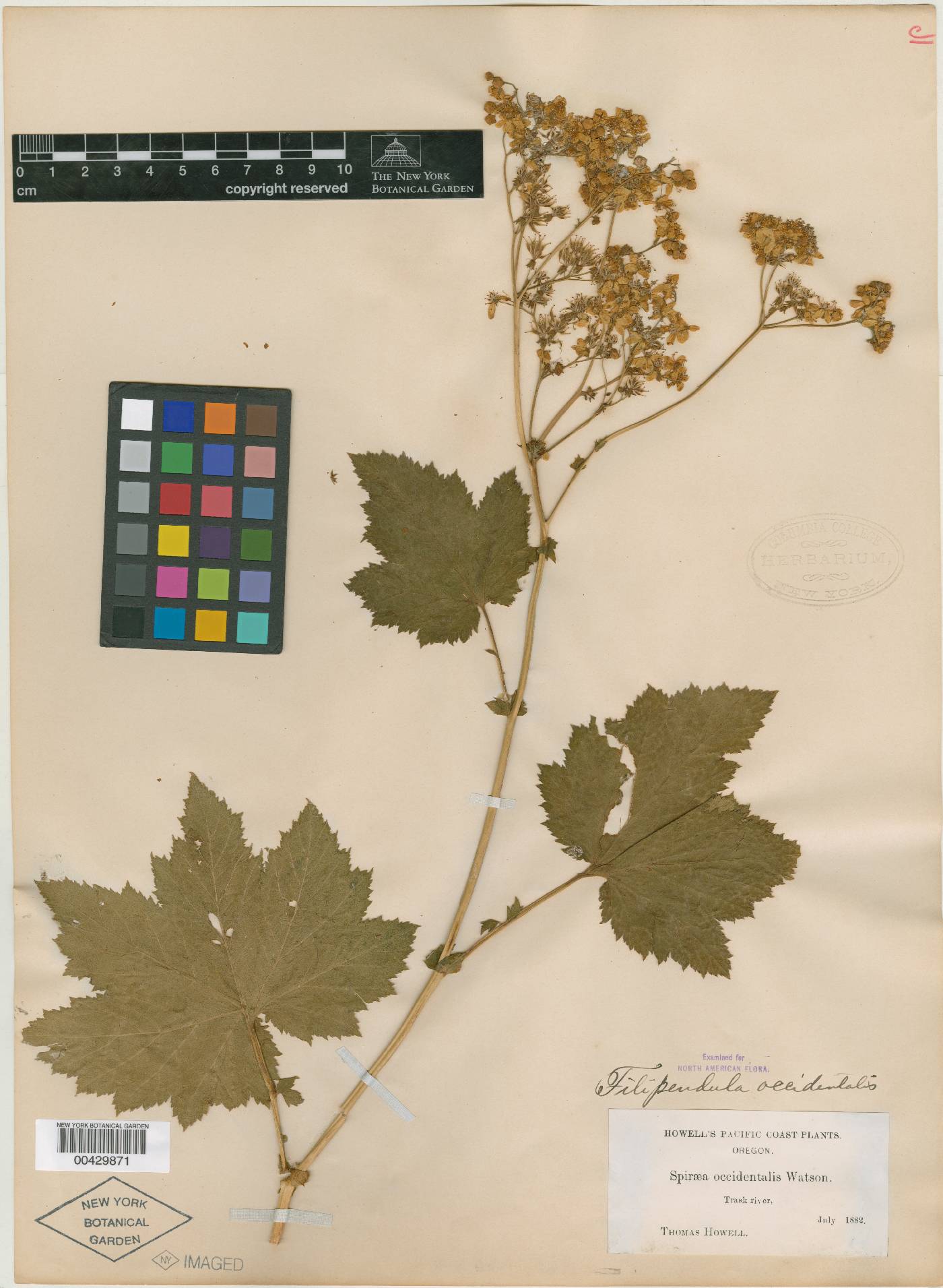 Filipendula occidentalis image