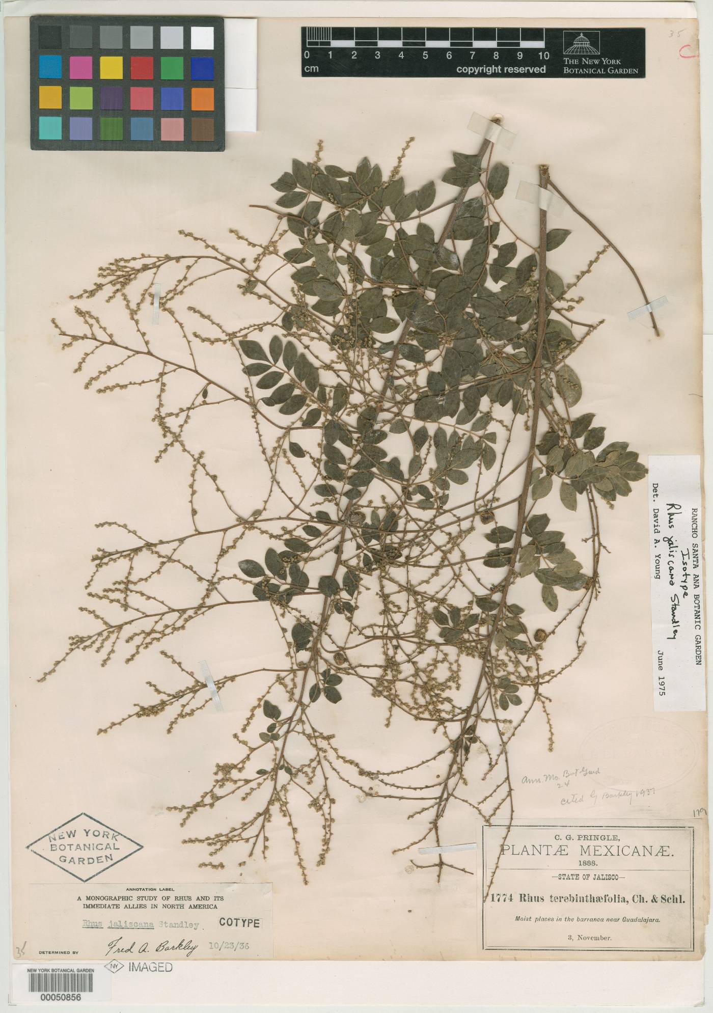 Rhus jaliscana image