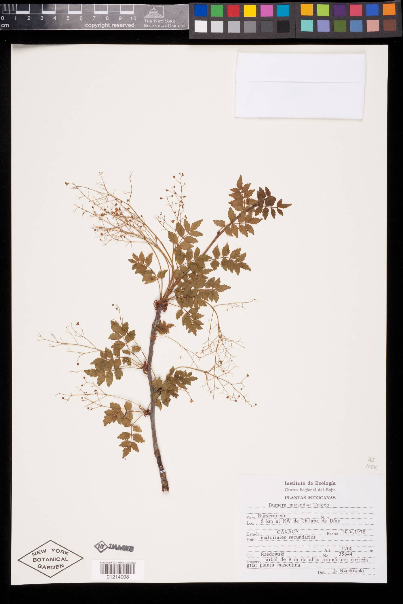 Bursera mirandae image