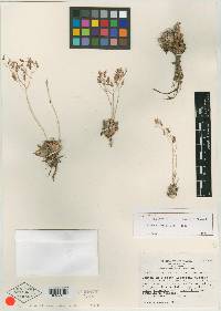 Dudleya calcicola image