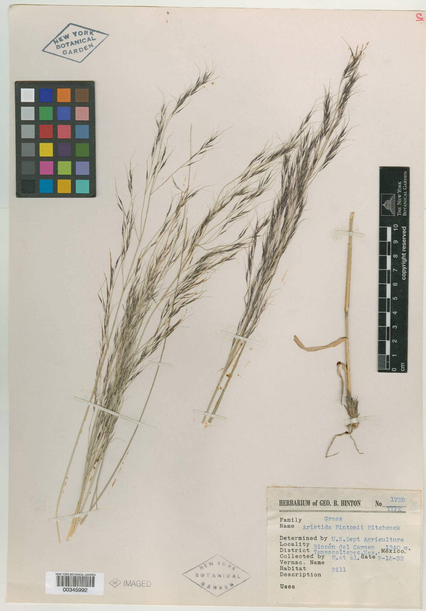 Aristida hintonii image