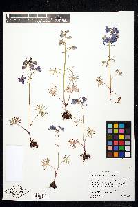 Delphinium nuttallianum image