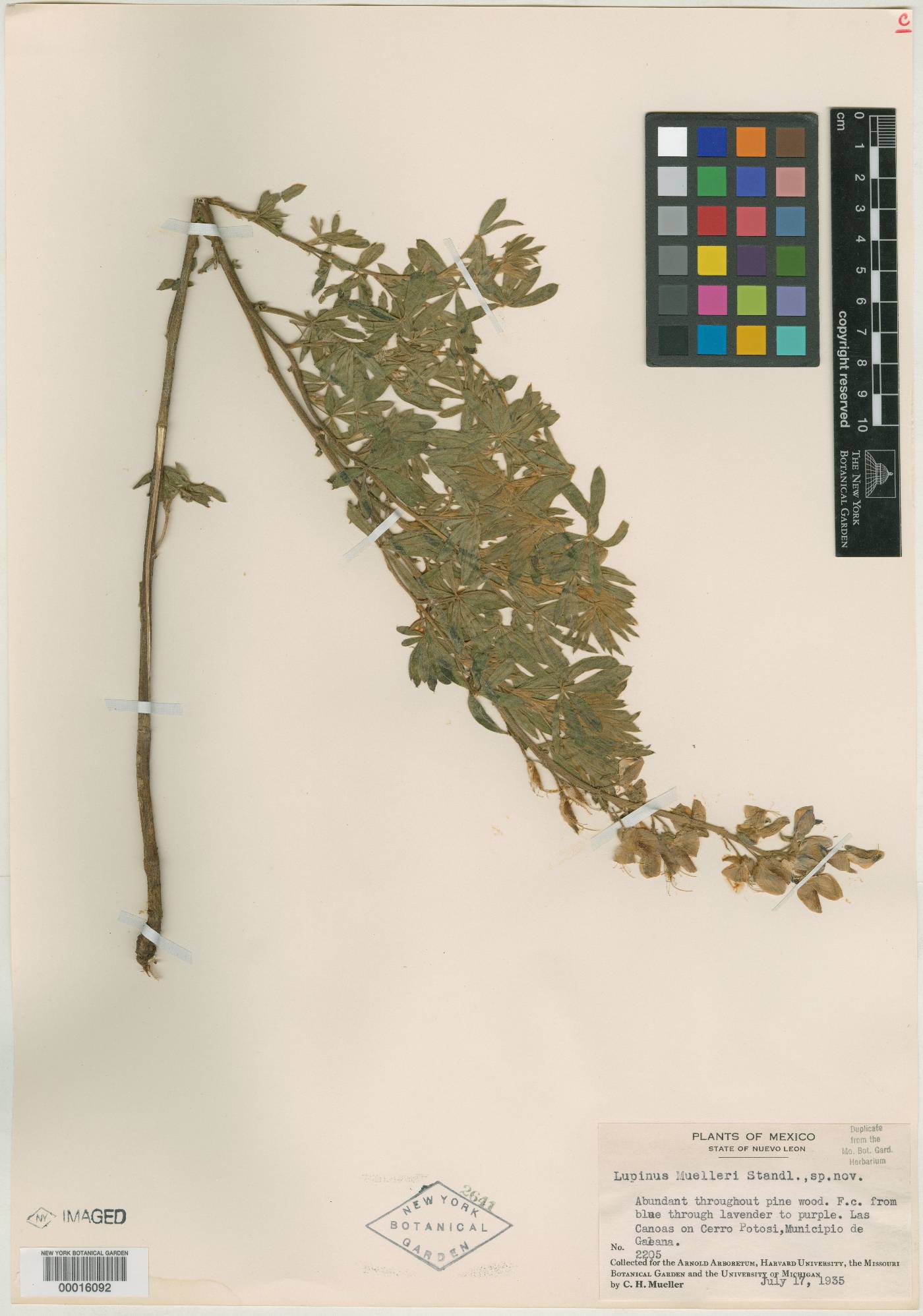 Lupinus muelleri image