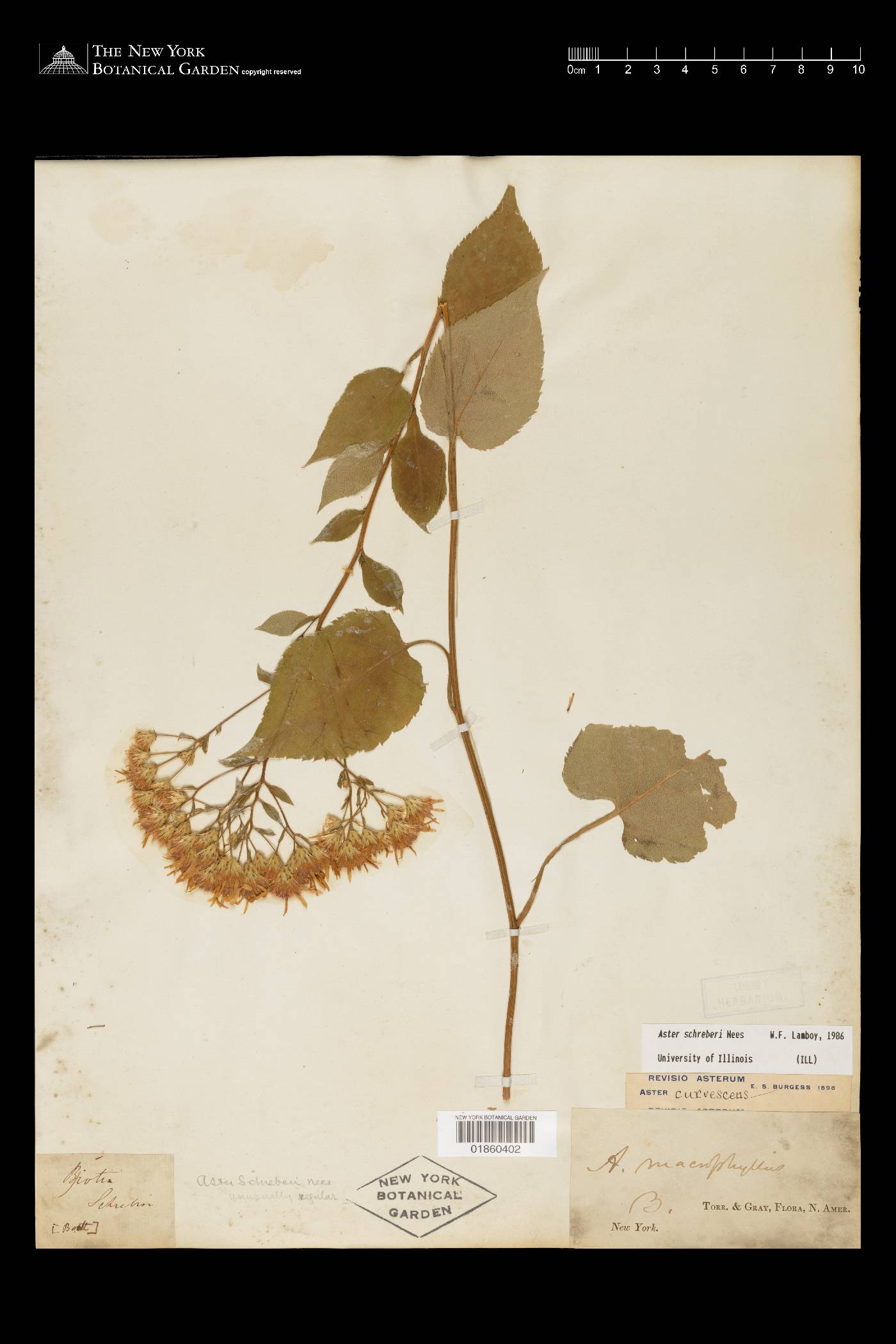 Eurybia schreberi image