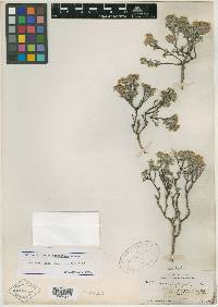Dalea eriophylla image