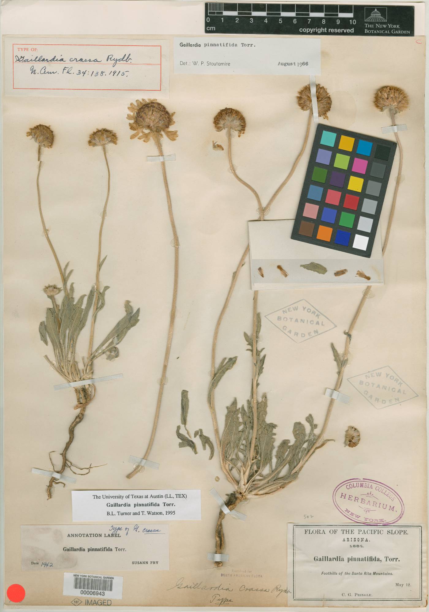 Gaillardia crassa image