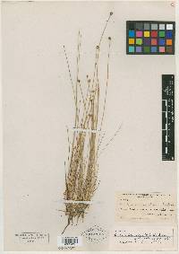 Eleocharis tuberculosa var. pubnicoensis image