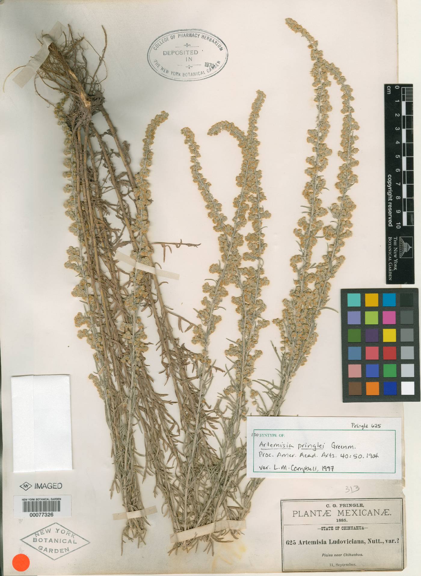 Artemisia pringlei image