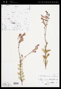 Penstemon baccharifolius image