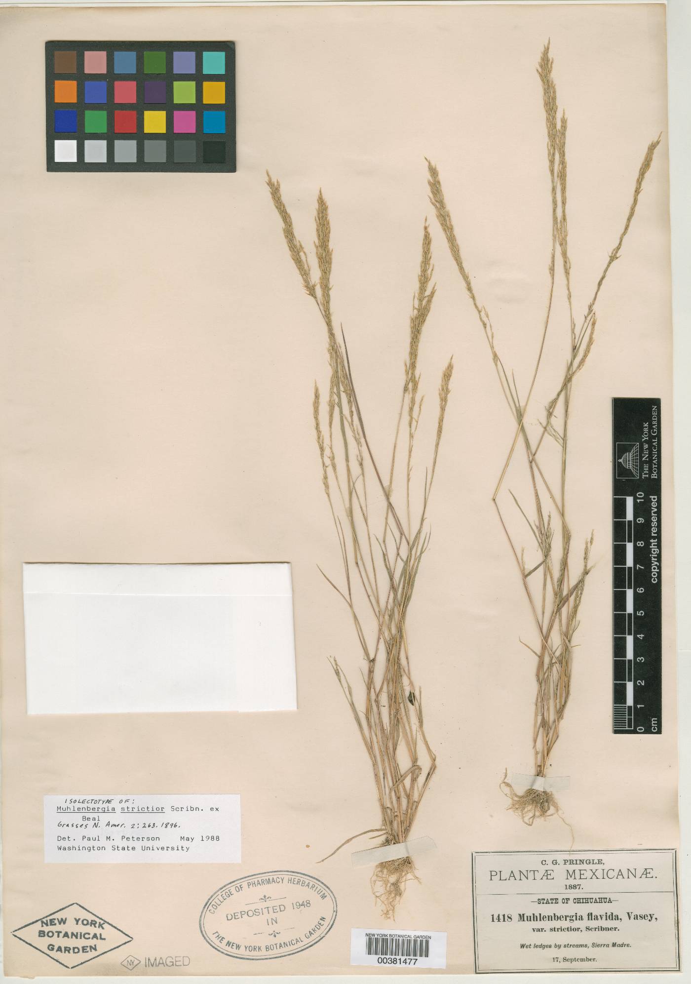 Muhlenbergia strictior image