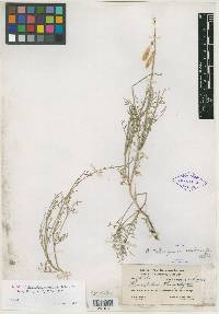 Media resource of Homalobus canovirens