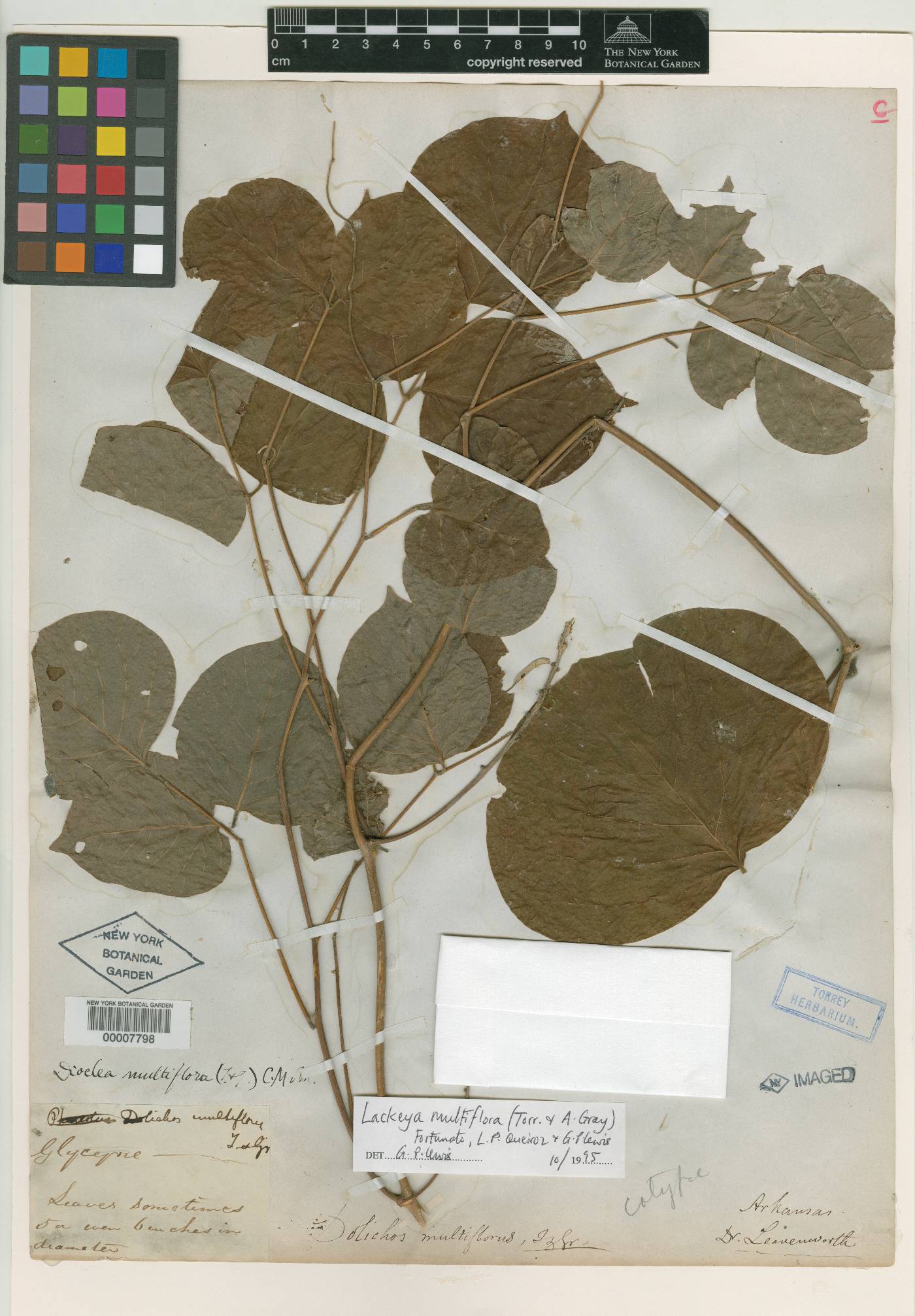 Lackeya multiflora image