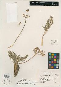 Lomatium ravenii image