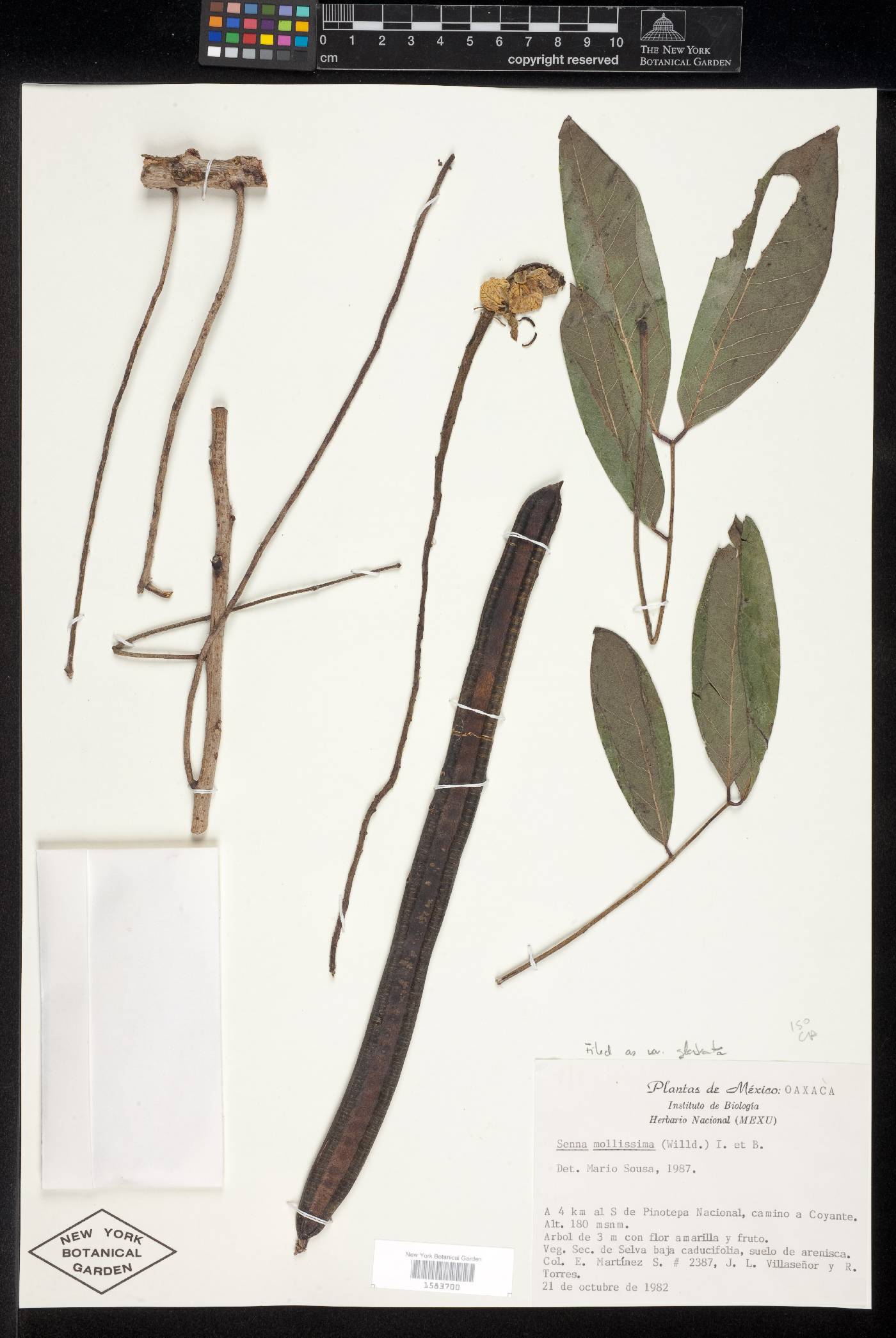 Senna mollissima var. glabrata image
