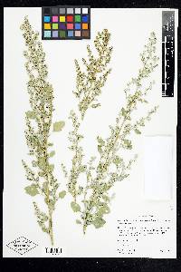 Chenopodium berlandieri image