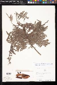 Calliandra houstoniana var. anomala image