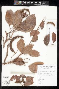 Pithecellobium hymenaeifolium image