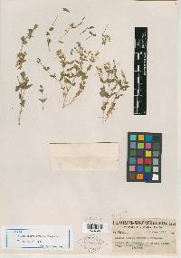 Silene seelyi image