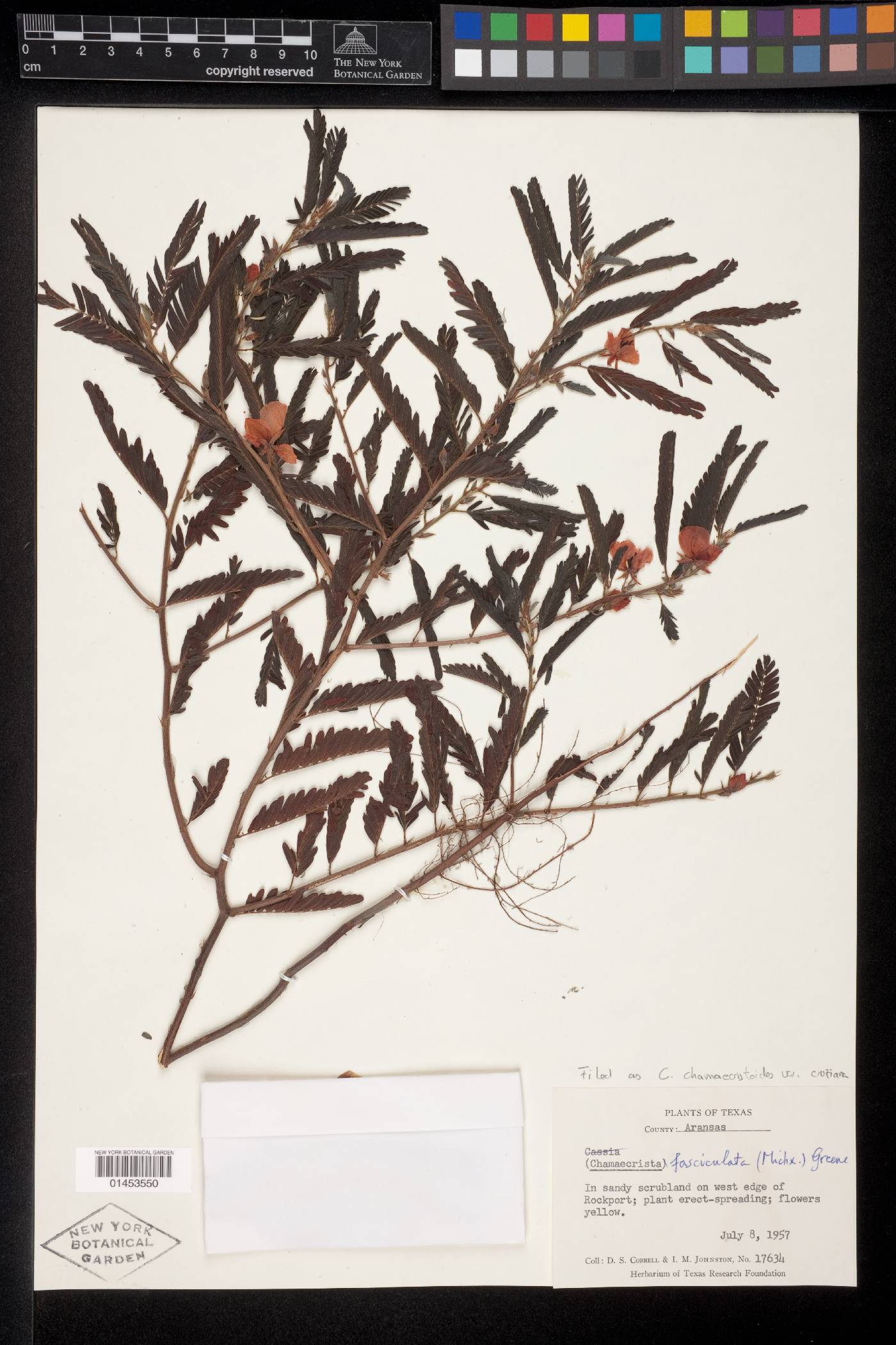 Chamaecrista chamaecristoides var. cruziana image