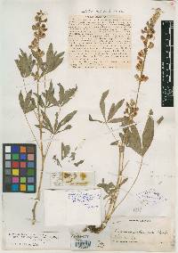 Lupinus scheuberae image