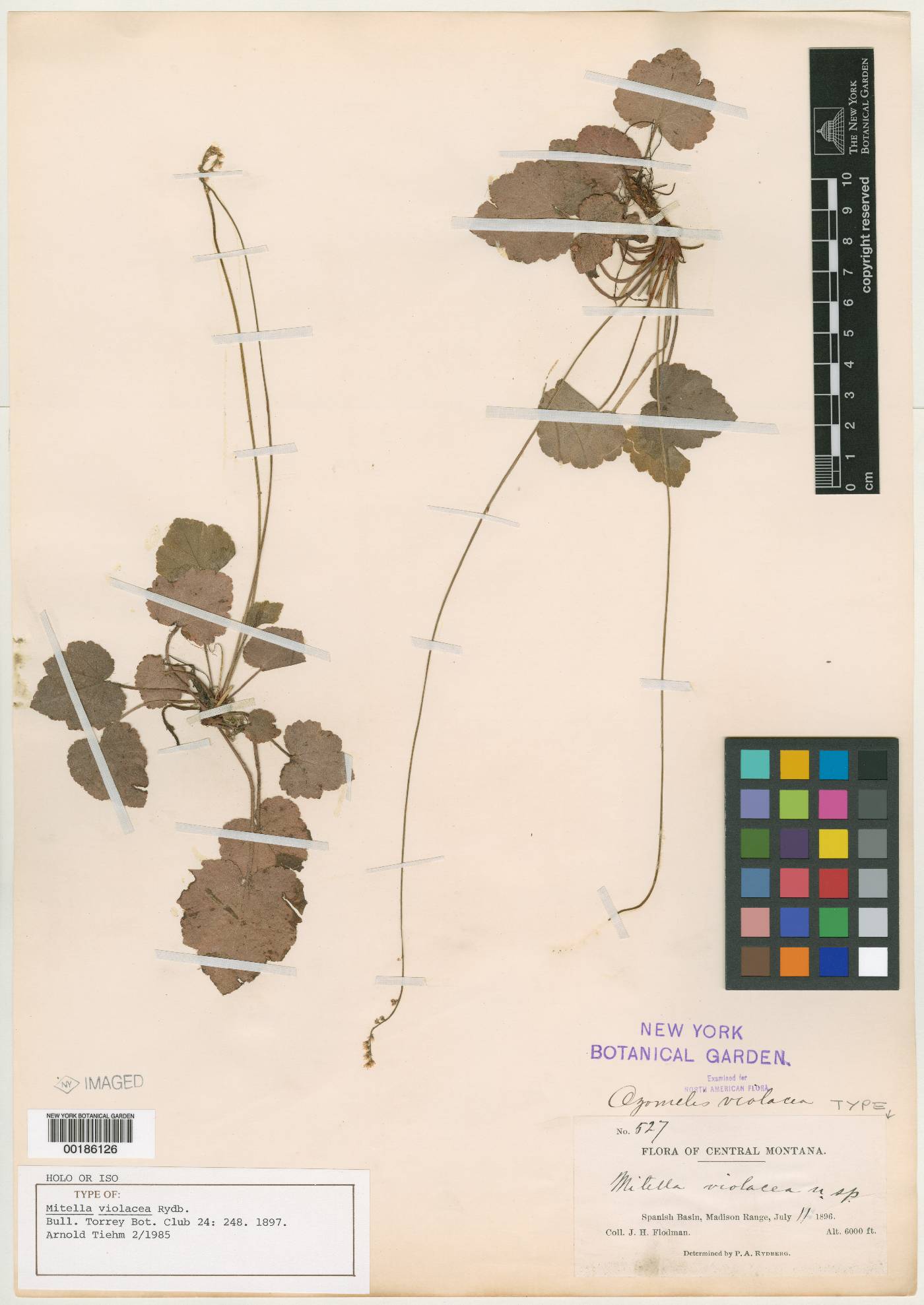 Mitella violacea image