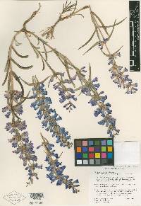 Penstemon angustifolius var. vernalensis image