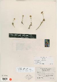Draba lemmonii var. incrassata image