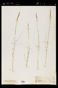 Spartina patens image