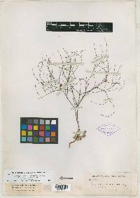 Eriogonum gracile var. effusum image